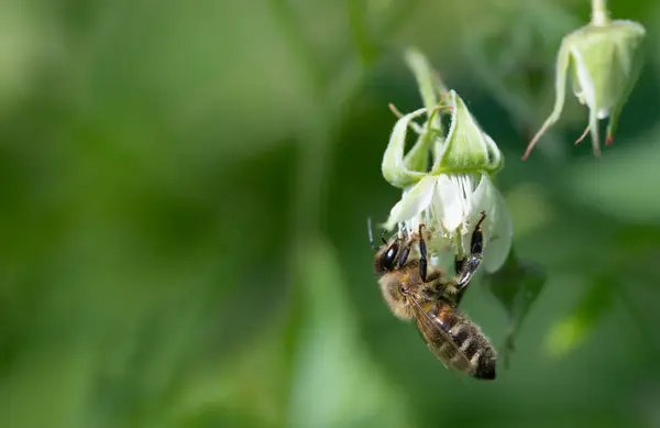 Közelkép Egy Kis Mézelő Méh Lóg Egy Vad Málna Virág — Stock Fotó