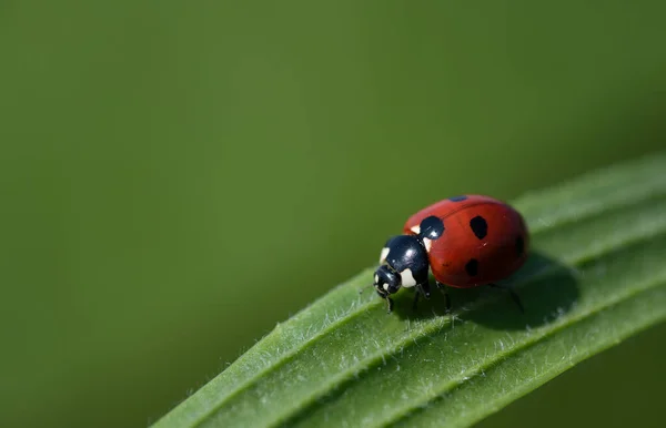 Een Kleine Rode Lieveheersbeestje Zit Een Groen Blad Natuur Achtergrond — Stockfoto