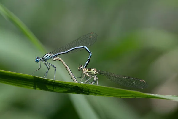 Two Delicate Feather Dragonflies Platycnemididae Broad Blade Grass Dragonflies Form — Stock Photo, Image