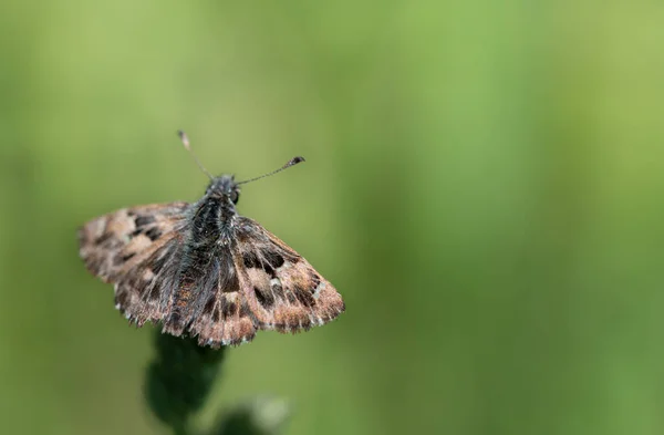 Ein Kleiner Brauner Schmetterling Eine Malvenart Carcharodus Alceae Sitzt Auf — Stockfoto