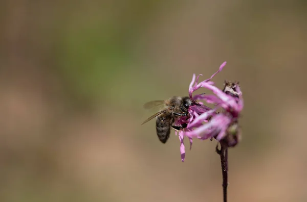 Mała Pszczoła Miodna Szuka Pyłku Miodu Dzikim Kwiecie Tło Jest — Zdjęcie stockowe