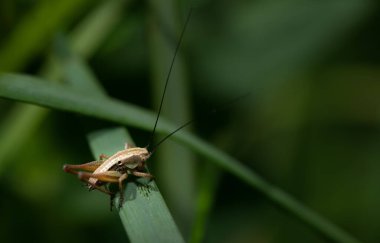 Yaygın bir çalı böceği (Pholidoptera griseoaptera) uzun çim yaprakları arasında saklanır..