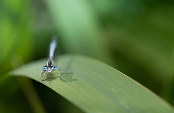 Close Blue Feather Dragonfly Hiding Tall Reeds Dragonfly Photographed Front — Stock Photo, Image