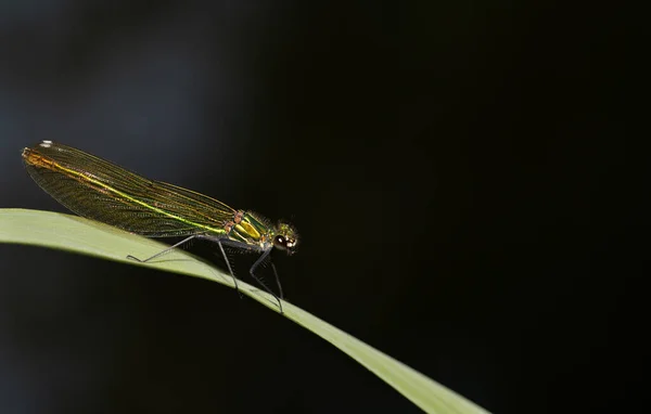 Une Demoiselle Verte Chatoyante Est Assise Sur Brin Herbe Dans — Photo