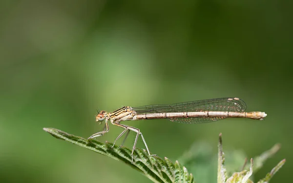 Shimmering Green Feather Dragonflies Platycnemididae Sits Blade Grass Tall Grass — Stock Photo, Image
