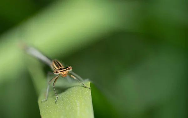 Işıldayan Yeşil Yusufçuk Böcekleri Platycnemididae Uzun Otların Arasında Bir Yaprak — Stok fotoğraf