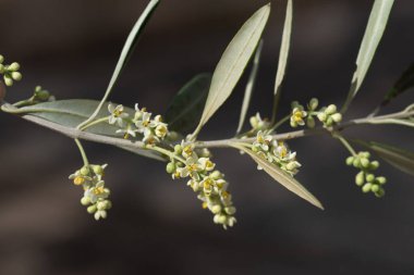Narin beyaz çiçekleri ve yeşil yaprakları olan bir zeytin dalı.
