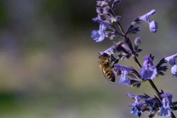 Egy Kis Csíkos Méh Lóg Macskamenta Virágzó Ágán Virágok Lilák — Stock Fotó