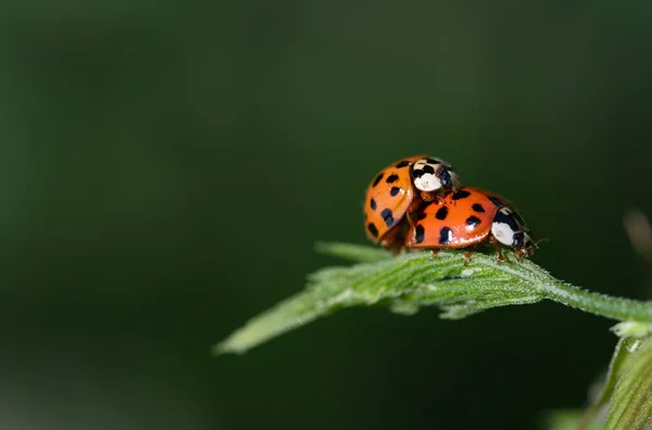 Üremek amacıyla yeşil bir yaprağın üzerinde oturan bir sürü siyah noktalı iki küçük kırmızı Asyalı uğur kuşu. Arka plan yeşil ve mesaj için bir sürü yer var.