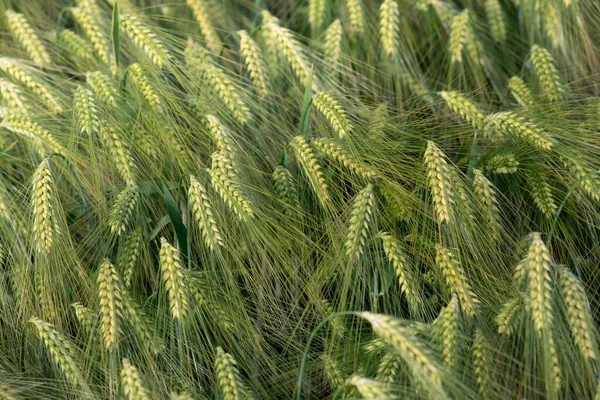 緑の大麦は穀物畑で育ちます トウモロコシの耳はまだ熟していません 畑は上から撮影されており それぞれの耳には長い光があります ロイヤリティフリーのストック画像