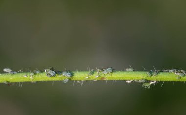 Bir bitkinin yeşil sapında birçok yeşil yaprak bitleri vardır. Haşerelerin detaylarını açıkça görebilirsiniz. Böceklerin boyutları farklı.