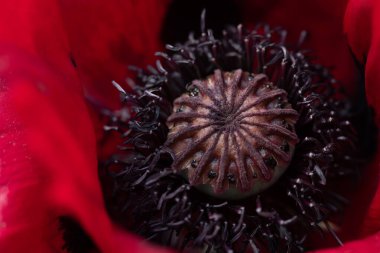 Kırmızı bir gelincik çiçeğinin pistil 'ini kapat. Mor olan poleni ve kırmızı yaprakları görebilirsiniz.