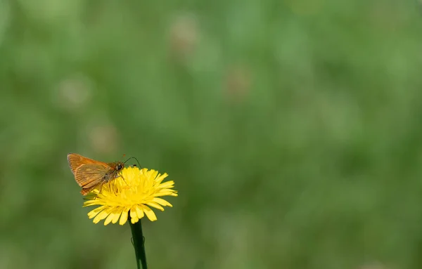 一只生锈的小蝶 Ochlodes Sylvanus 栖息在室外一朵黄色的花上 背景是绿色的 有文字的空间 — 图库照片