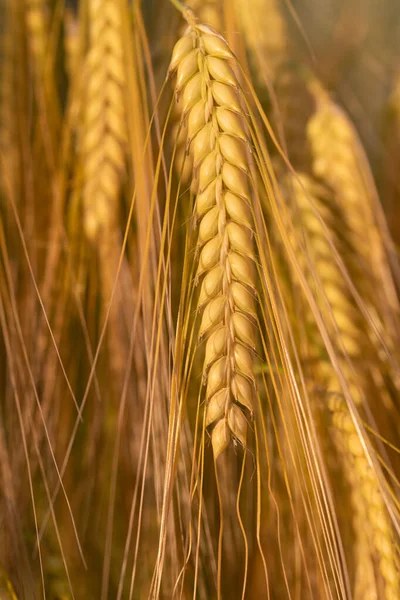 穀物の明るい金色の光沢のある耳の近くにフィールドに熟しました 画像は肖像画形式です ストック写真