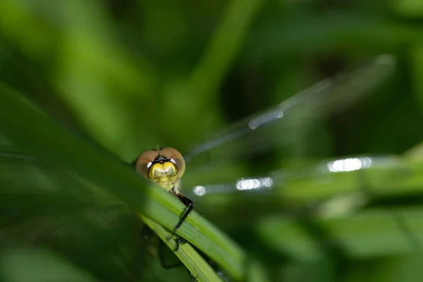 Malá Vážná Moucha Skrývá Mezi Vysokou Zelenou Trávou Vidíte Jen — Stock fotografie