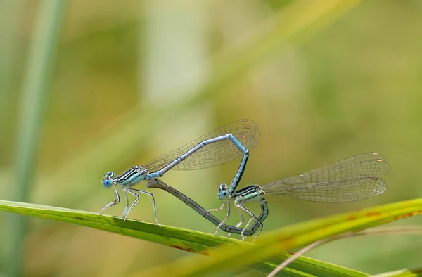 Twee Kleine Blauwe Veren Libellen Vormen Een Libelle Ring Verenigen — Stockfoto