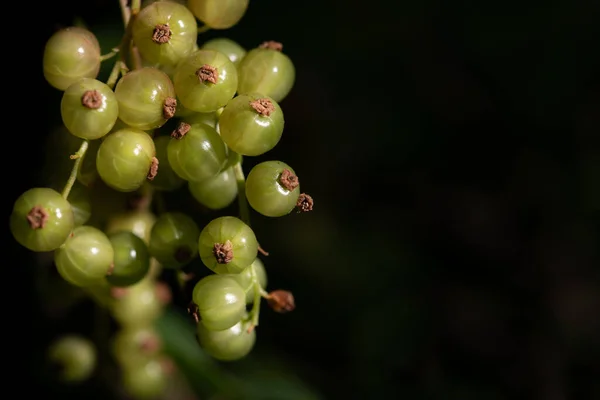 未成熟的和绿色的醋栗的特写 浆果长在灌木丛中 背景很暗 有文字的空间 — 图库照片