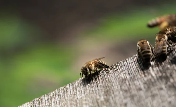 Several Small Honey Bees Move Wooden Board Green Background Space — Stock Photo, Image