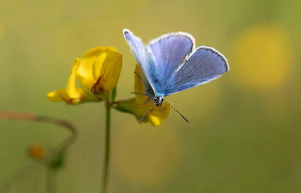 閉じる上の角度から 黄色の花に座って蝶 一般的な青のアップ 翼は開いている 背景は黄色と緑 — ストック写真