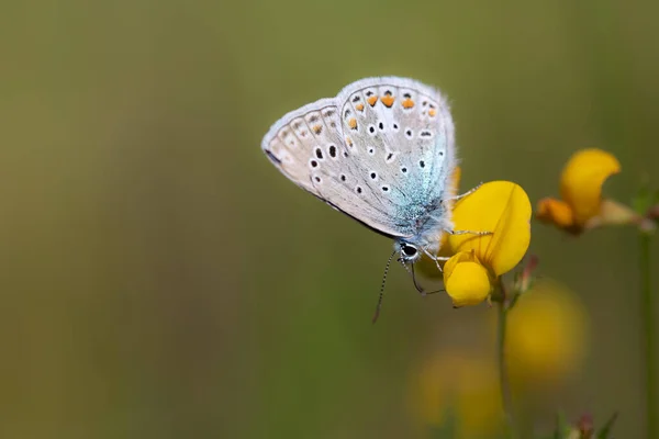 Una Pequeña Mariposa Azul Iolaus Alienus Posa Sobre Una Flor —  Fotos de Stock