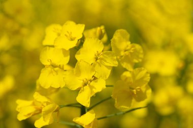 Güneşte sarı çiçekli kolza tohumu yakın plan. Çiçek dışarıdaki kolza tohumu tarlasında.