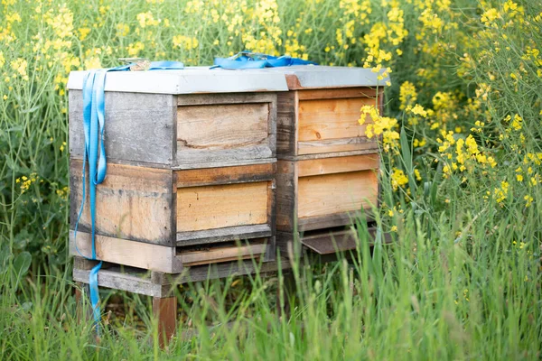 Two Wooden Beehives Stand Middle Blooming Rapeseed Field Spring Bavaria — Stock Photo, Image