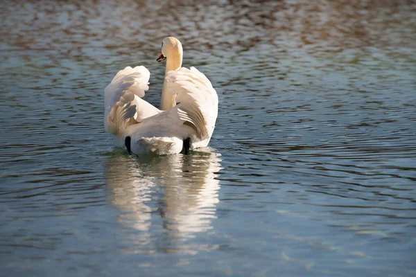 White Mute Swan Swims Water Setting Sun Wings Slightly Open — Stock Photo, Image