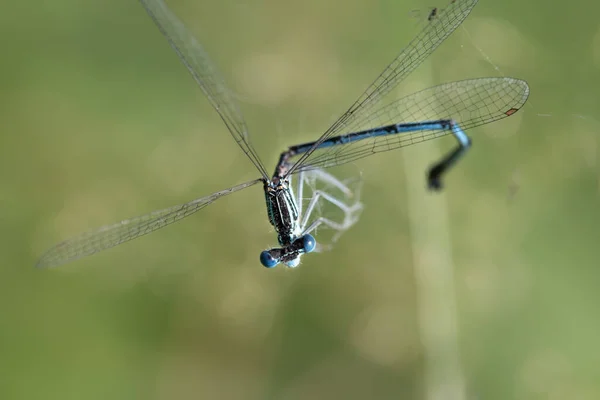 Örümcek Ağına Yakalanmış Mavi Bir Yusufçuğun Yakın Çekimi Kanatlar Vücut — Stok fotoğraf
