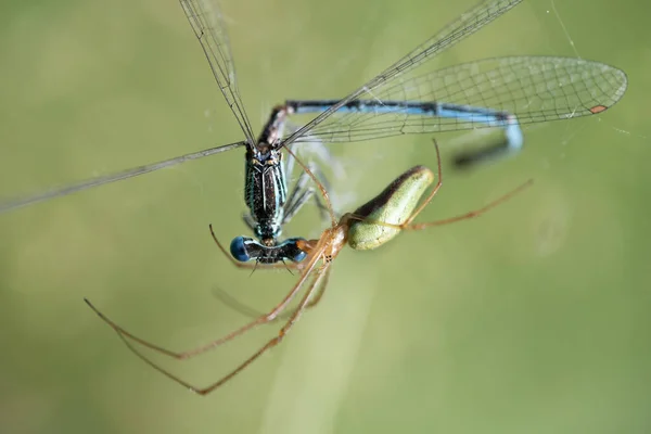 Detailní Záběr Dlouhonohého Zeleného Pavouka Který Zachytil Modrou Opeřenou Vážku — Stock fotografie