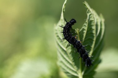 Tavus kuşu kelebeğinin tırtılı ısırgan otunun yaprağına tırmanır. Çarşafın bir parçası kayıp. Arka plan yeşil..