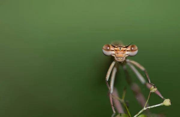 Bir Tüylü Yusufçuğun Platycnemis Yakın Çekimi Kameraya Bakıyor Bileşik Gözleri — Stok fotoğraf