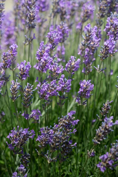 Stock image Purple flowering lavender grows on a bush. The image is in portrait format. The flowers glow in the sun.