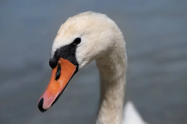 Retrato Cisne Mudo Blanco Cuello Largo Está Elegantemente Doblado Pico — Foto de Stock