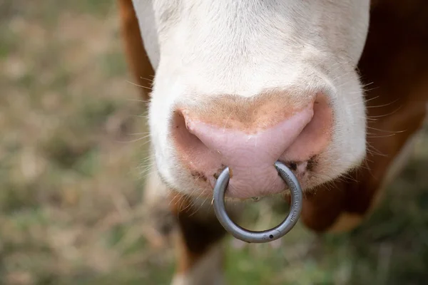 奶牛鼻子的特写镜头 鼻梁上伸着一只原始的Flessa Ring 奶牛在牧场里 — 图库照片