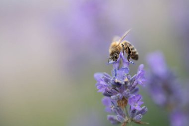 Mor lavanta çiçeğinin üzerinde minik bir bal arısı oturuyor. Arka plan mor ve yeşil. Metin için boşluk var