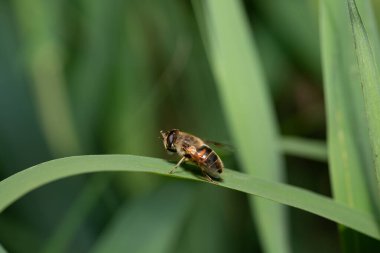 Şişman bir uçan sinek açık havada bir çimen yaprağının üzerinde oturur. Arka planda bir sürü ot var. Uçan sineğin üzerindeki kıllar açıkça görülüyor..