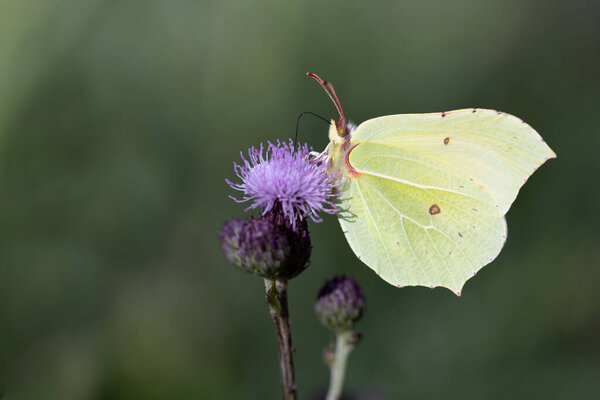 A yellow brimstone butterfly sits on a thistle flower. The background is green. The image is in landscape format.