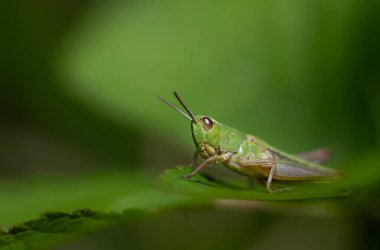 Küçük yeşil bir çekirge bir çimen yaprağına oturur. Arka plan yeşil. Küçük cırcır böceği kameraya bakar