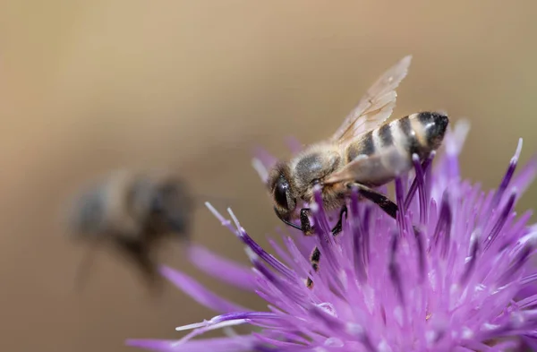 Egy Kis Csíkos Méh Egy Lila Vadvirágon Egy Másik Méh — Stock Fotó