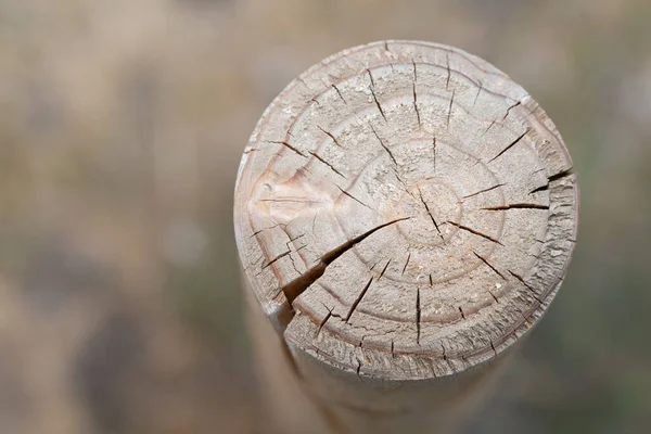 Ein Holzpfahl Steckt Boden Fest Wird Von Oben Fotografiert Man — Stockfoto
