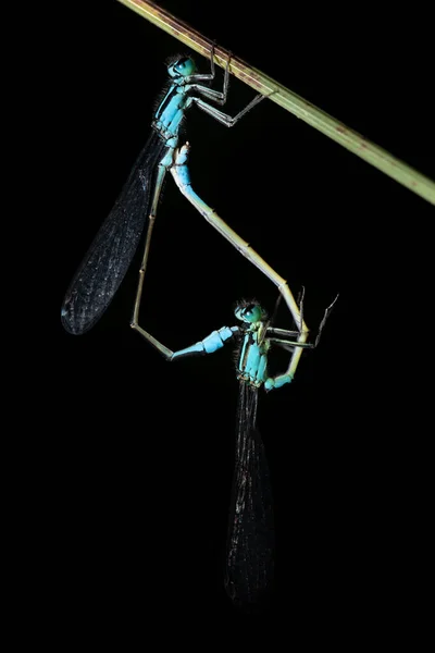 Dva Drobné Peříčkové Vážky Tvořící Kruh Vážky Jejich Těla Tvoří — Stock fotografie