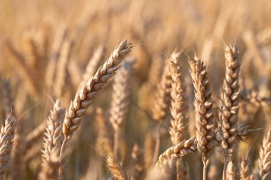 Akşam güneşinde altın gibi parlak buğday kulaklarının arkaplanı ve yakın çekimi. Tahıl hasat için hazır..