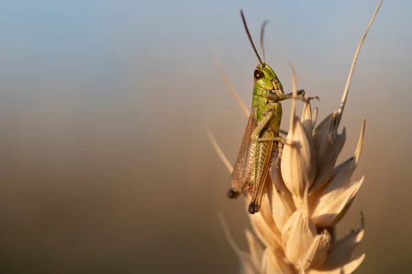 Small Cricket Common Green Grasshopper Sits Ear Wheat Evening Sun — Stock Photo, Image