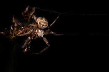 İpek bir örümceğin (araneus) sarkıttığı, Arka plan karanlık. Örümceğin tüyleri açıkça görülüyor..