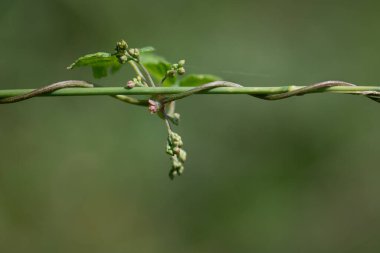 Genç Virginia 'lı bir sürüngenin bir ot sapının etrafında sarmaş dolaş ateş edişinin yakın çekimi. Arkaplan metin için boşluk ile yeşildir.