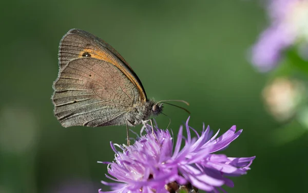 Κοντινό Πλάνο Μιας Πεταλούδας Hyponephele Lycaon Σκαρφαλωμένη Ένα Μωβ Λουλούδι — Φωτογραφία Αρχείου