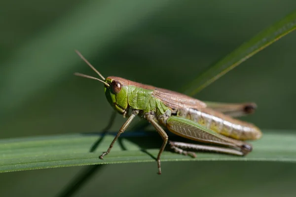 Detailní Záběr Kobylky Sedící Zeleném Stéblu Trávy Pozadí Zelené Hmyz — Stock fotografie