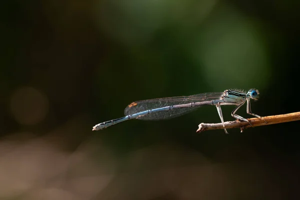 Nahaufnahme Einer Kleinen Gefiederten Libelle Gegen Das Licht Das Insekt — Stockfoto