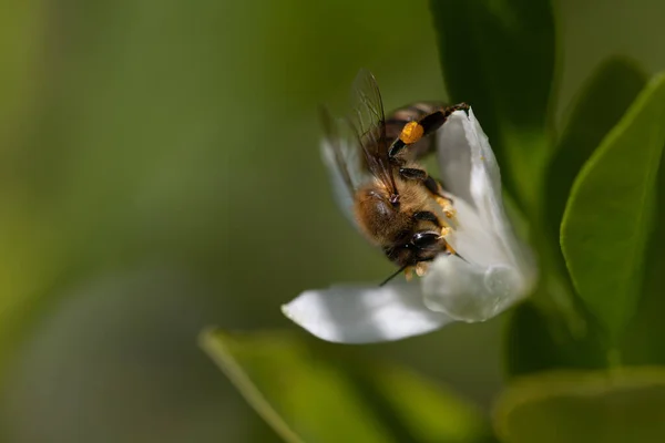 Egy Kis Méh Nektárt Keres Egy Citrusvirágban Mellette Levelek Háttér — Stock Fotó