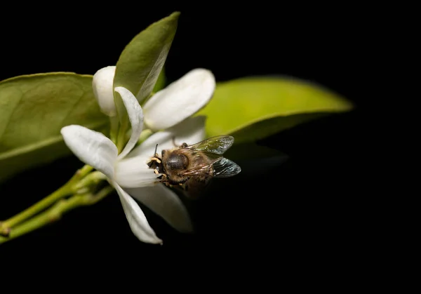 Una Abeja Pequeña Busca Néctar Una Flor Cítricos Parte Del — Foto de Stock